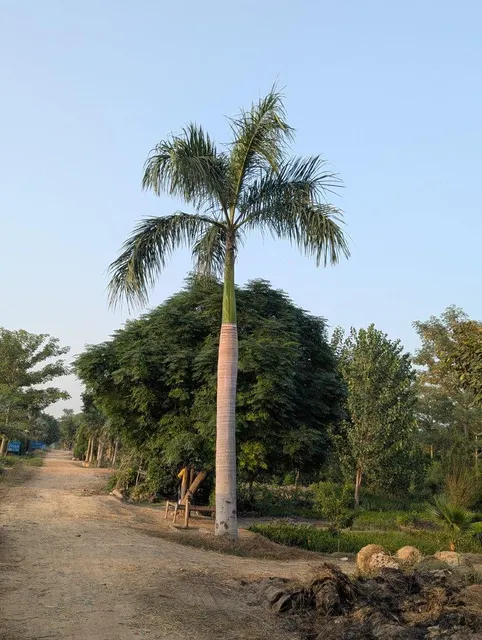 Royal palm beautiful and healthy plants 6 mitre clear trunk stock availableal most 100 plants available here - Image 2