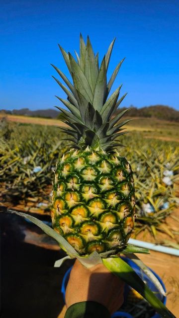 Fresh Pineapple - Image 5