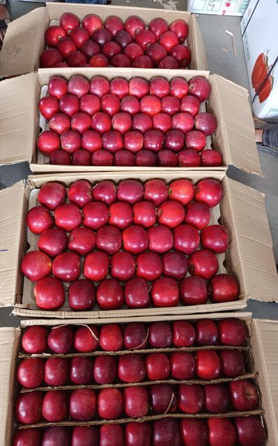 Premium Quality fresh Royal Gala Apples Available - Image 3