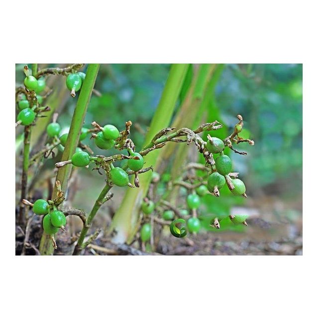organic green cardamom elaichi pods for sale fresh aromatic spice for chai tea desserts baking sweets cooking and herbal wellness remedies with natural flavor and chemical free processing - Image 1