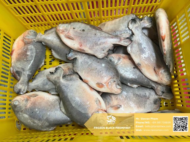 Premium quality Golden Pomfret Fish IQF origin in Vietnam at export-grade - Image 4