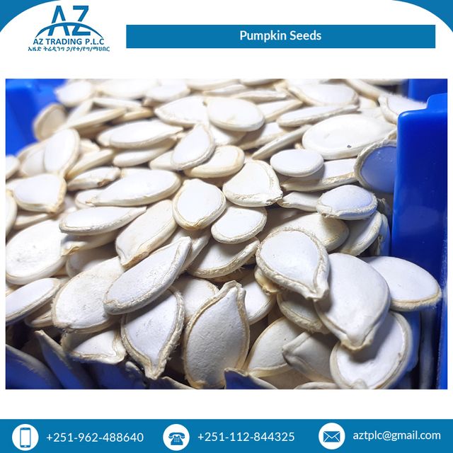 Rich Quality High Grade Pure Natural Organic Pumpkin Seeds Kernels from Top Supplier - Image 3