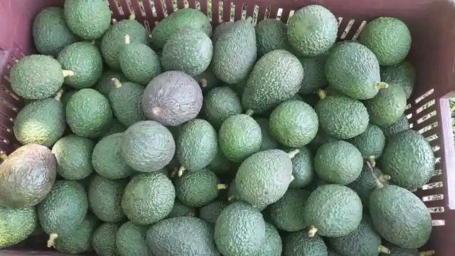 Avocado - Image 3