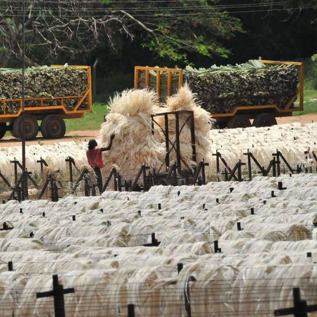 High Strength Sisal Fiber For Rope Cordage Production Eco Friendly Sisal Fiber Bulk Supplier Worldwide - Image 3