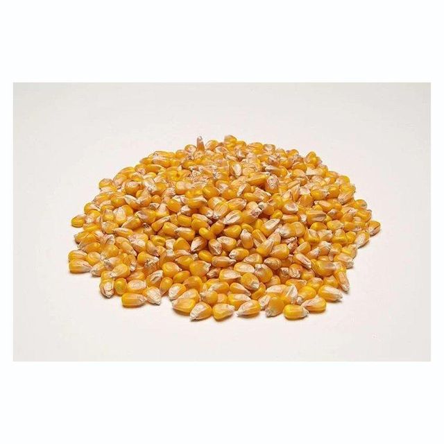 Reliable yellow corn available for sale in large volume for inter-national trade - Image 4