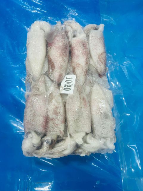 squid - Image 2