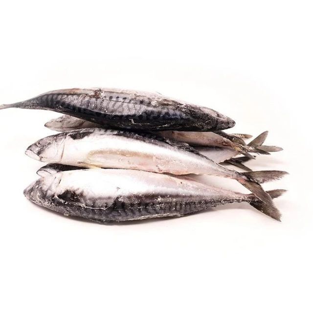 Frozen Mackerel Fish Bulk Supply Seafood Offering With Strong Flesh Structure And Premium Export Packaging - Image 3