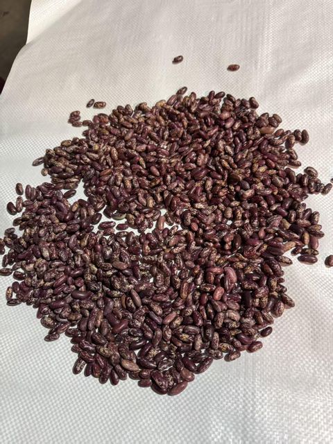 Premium Purple speckled kidney beans, Natural Dried Grade A Non-GMO High Protein Nutritious Beans - Image 1
