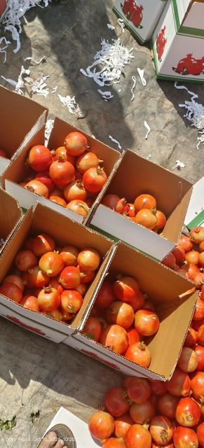 Pomegranates - Image 2