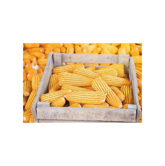 organic whole corn kernels for cooking soups salads roasting and making corn flour natural non gmo corn rich in fiber nutrients and natural flavor ideal for healthy diets vegetarian meals and everyday cooking - Image 2
