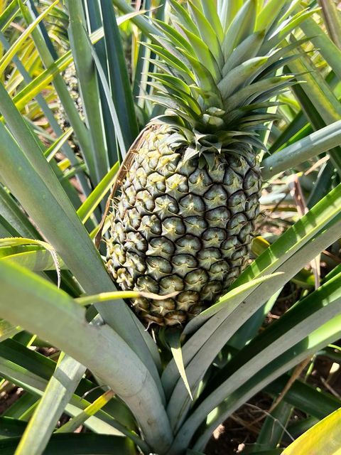 Fresh Pineapple - Image 2