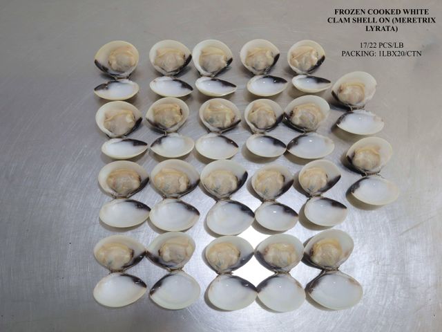 FROZEN COOKED WHITE CLAM SHELL ON Origin Vietnam Catching Method Wild Caught - Fao 71 Packing Iqf (1lb Plain Bag Vacuum With Rider X 20/flexo - Image 3
