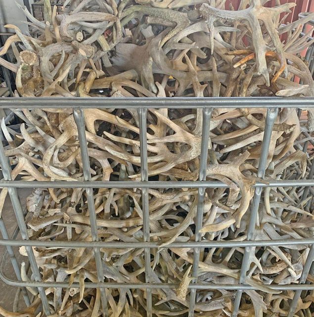 High Quality Red Deer Antler Horn Durable Natural Pet Chew Buy Online With Excellent Condition And Trusted Quality - Image 5