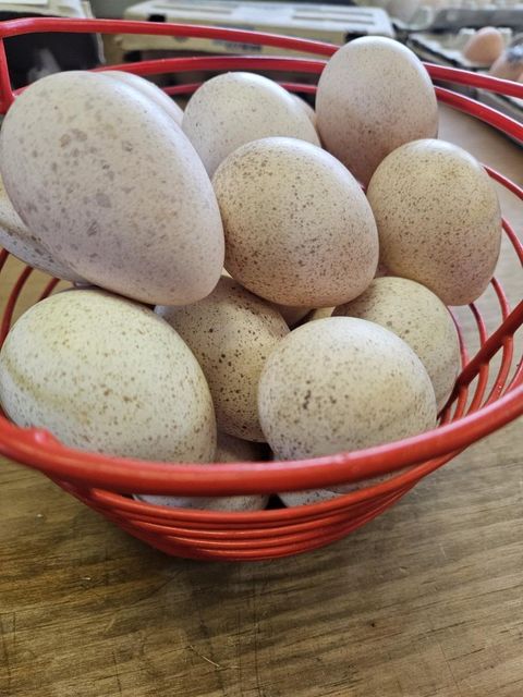 Top Grade Hatching Turkey Eggs Perfect For Backyard Farmers Professional Breeders And Educational Incubation Projects - Image 4
