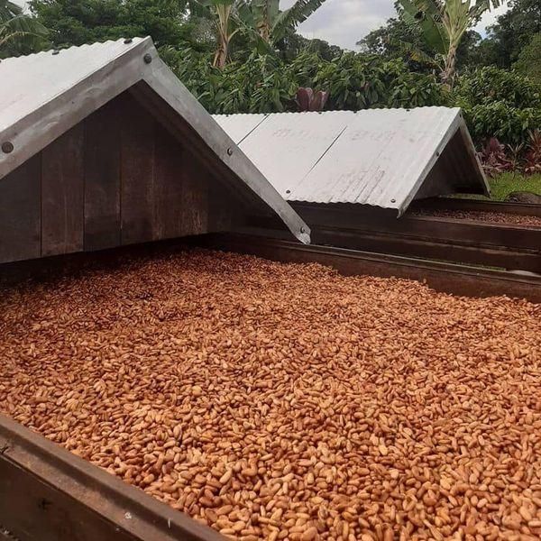 Best Quality Supplier Cocoa Bean for Sale in Cheap Price Whatsap +255787979235 - Image 3