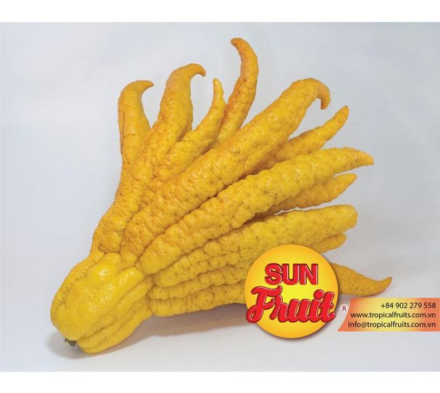 Fingered Citron Fruit Wholesale Shape Long Taste sweet Style Dried Type CHERRY Color Yellow Packaging Bulk Weight (kg) - Image 1