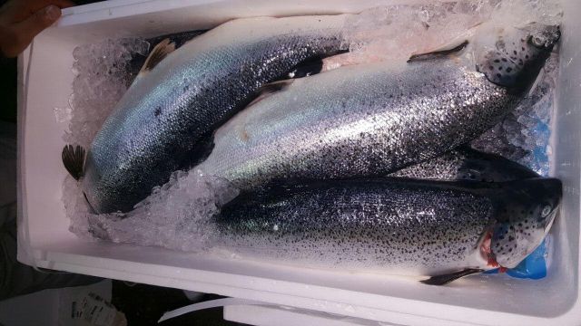 Buy Salmon Fish Frozen Fillet Fresh And Frozen Atlantic Salmon Fish/Whole Frozen Salmon/Salmon Head - Image 3
