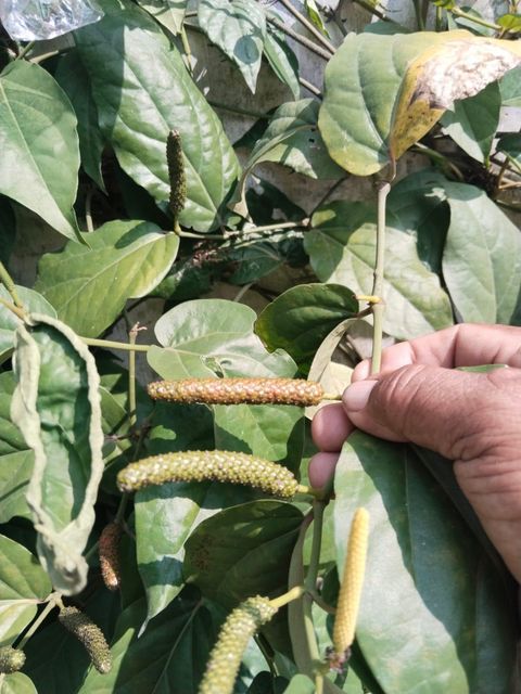 Javanese long chili, origin from Java Indonesia, Dried level at 10% - 15% - Image 4