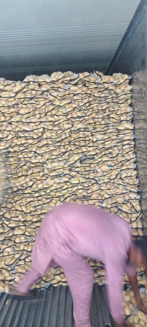 Fresh Potatoes – Product of Pakistan – product photo 3, product detail gallery