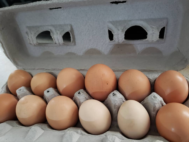 Grade AA Fresh Chicken Eggs Brown,White Large Size | Premium quality 30 Eggs,18 Eggs,12 Eggs OEM Available - Image 3