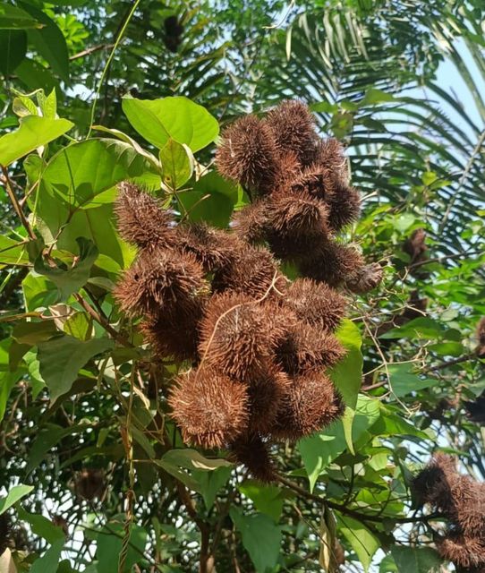 bulk annatto seeds: used in food industry / colorant industry for extract development (bixine /norbixine) - Image 3