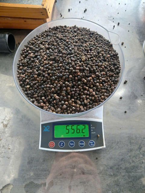 Black Pepper 550GL FAQ Grade FAQ Form Whole Origin Vietnam Delivery Form 25kg bag, 25kg/50kg per Bag, 50kg bag, Requirement - Image 2
