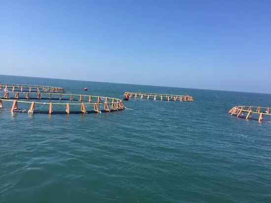 Fish Farming Cage Net HDPE Fishing Net Shape Round Condition New Trademark Souther Material HDPE Pipe HS Code - Image 1