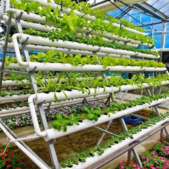 Nft Hydroponics System Designed for Fast Growing Asian Leafy Vegetable Crops - Image 3