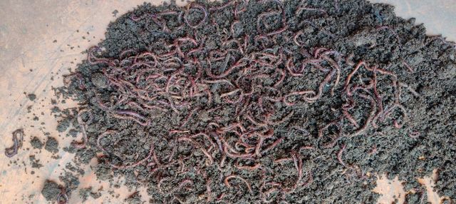Organic fertilizer - Image 3