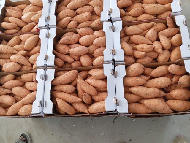 Sweet potatoes - Image 4