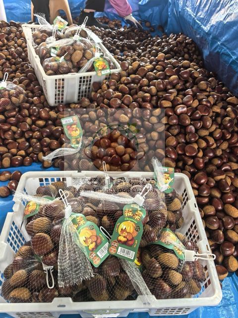 Raw Chestnut - Image 3