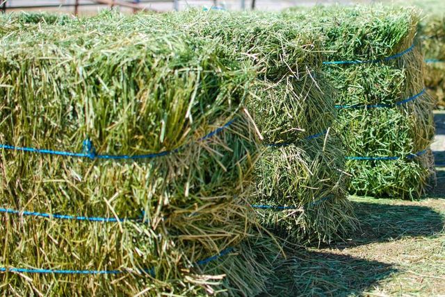 Alfalfa Hay for international buyers premium hay bales for livestock feeding and agricultural trade markets - Image 4