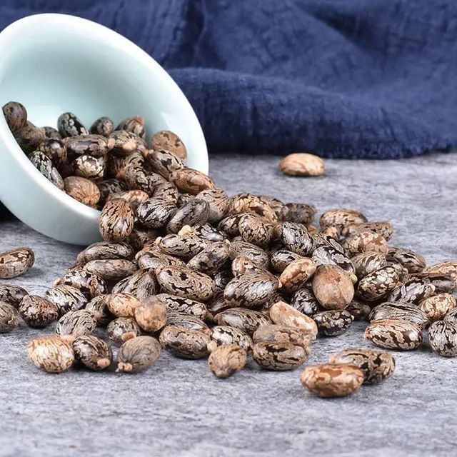 Premium Castor Seeds available in bulk orders wholesale purchase secure packaging quick shipment - Image 4