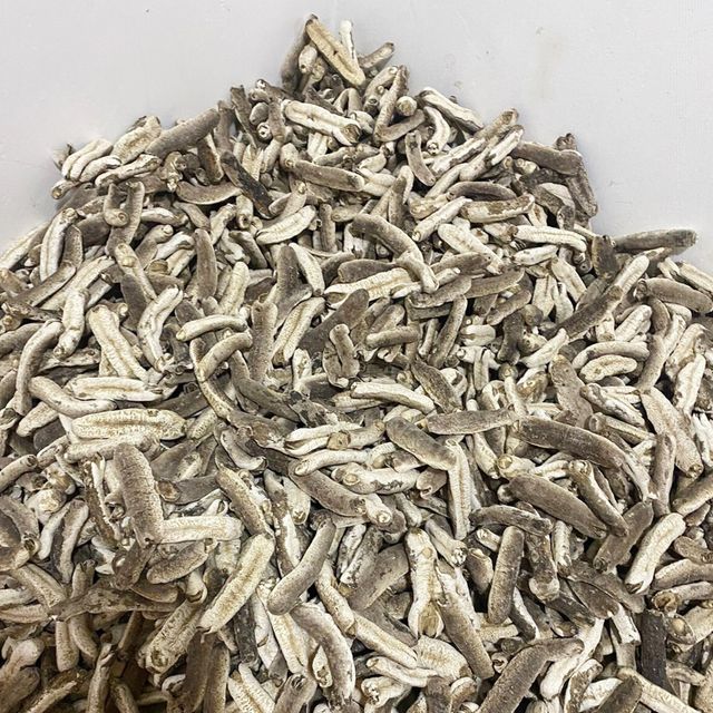 Sri Lankan Sea cucumber 100kg Natural Sun Dried Sand Fish, Disco, White Teat, Black Teat Sea cucumber - Image 3