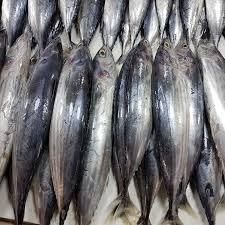 frozen black skipjack Flavor Rich Texture Firm Origin Thailand Shelf Life Long Grade AA, Premium Place of Origin THAILAN - Image 2