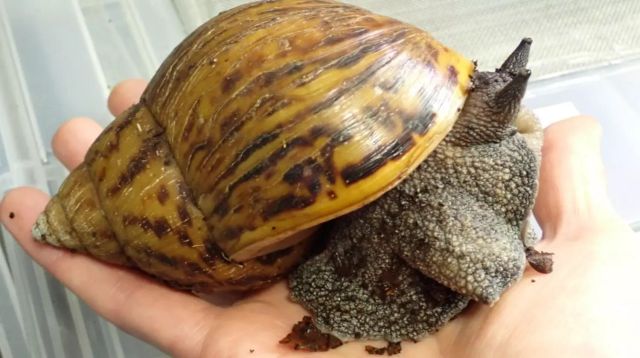 Premium Live African Snail Fresh Healthy Stock Ready For Farming And Breeding At Best Price - Image 2