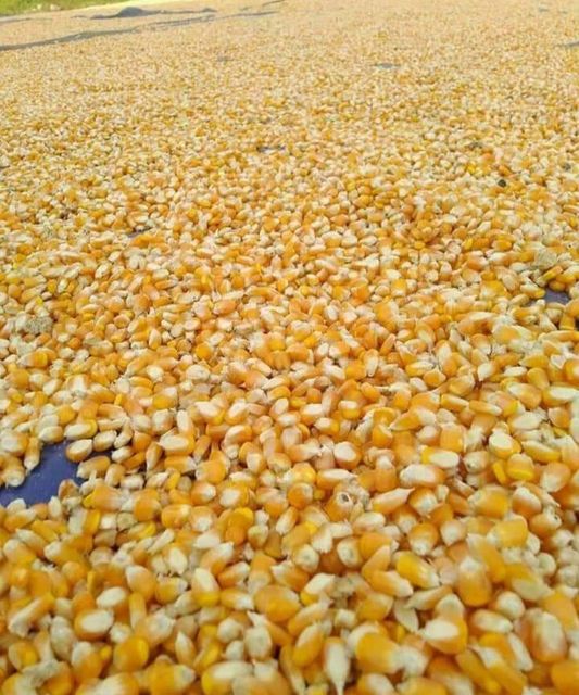 Non-GMO Yellow Maize – Premium Quality for Food & Feed Hs Code 1005 Ash Max. 1.5% Origin Tanzania Crude Fat 3% – 4.5% Packaging 25kg,50kg - Image 3