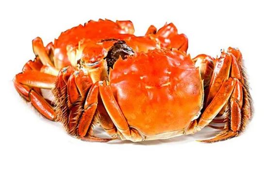 China Cooked Mitten Crab, IQF Origin China HS Code 160510 Model NO. C-08 Type Cephalopod Trademark DACHENG Process Fresh - Image 2