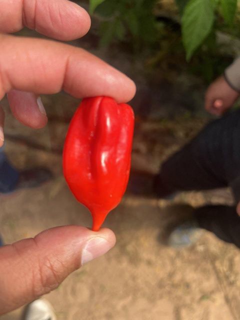 PEPPER HABANERO - Image 1
