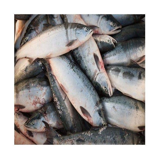 Lowest Price Fresh / Frozen Salmon Fish Premium Quality Bulk Quantity For Exports From Europe - Image 4