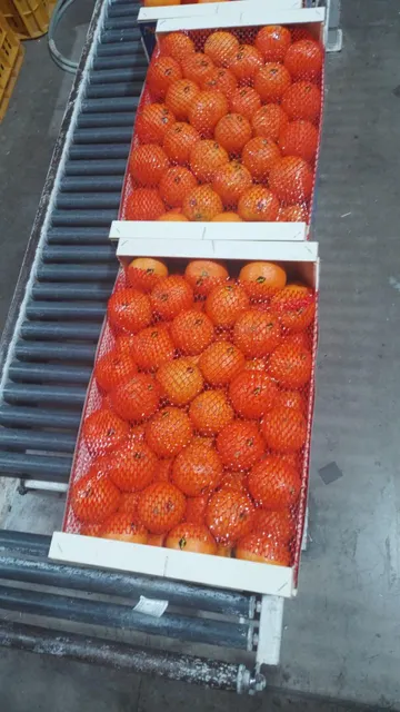 Clementine - Image 4