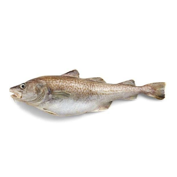 Fresh frozen Atlantic cod Fish / Fillets Buy Online Wholesale Deal Manufacturer Bulk Stock Supplier - Image 5