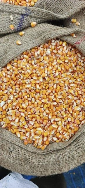 Maize Features Organic Packaging Size 50kg - Image 2