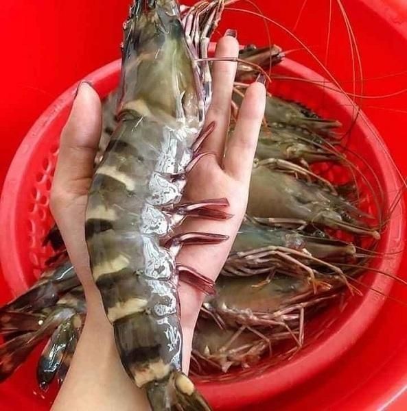 Premium Live Lobsters Fresh Sweet Meat Top Quality Seafood Handpicked for Restaurants Hotels Catering and Export Buyers - Image 1