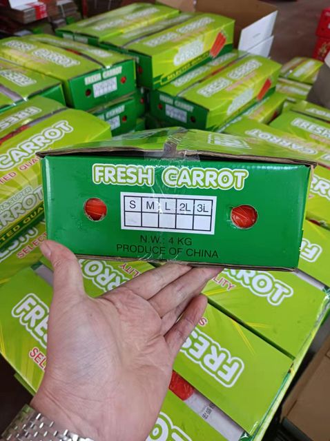 High Quality Chinese Carrots with Bright Clor and Firm Texture - Image 4