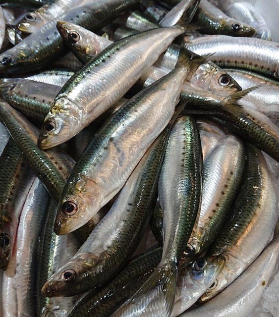 Frozen Sardine / Fresh Sardine Type Fish Flavor Rich Texture Fresh Appearance Frozen Fish Omega 3 Fatty Acid Content High - Image 2