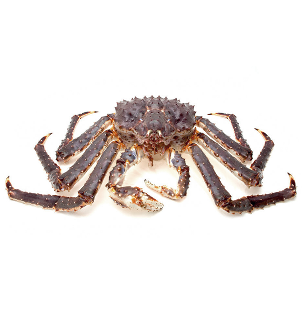 King Crab Legs Frozen Quality King Crabs Snow Crab/Alaskan King Crabs/Norwegian king crabs - Image 5