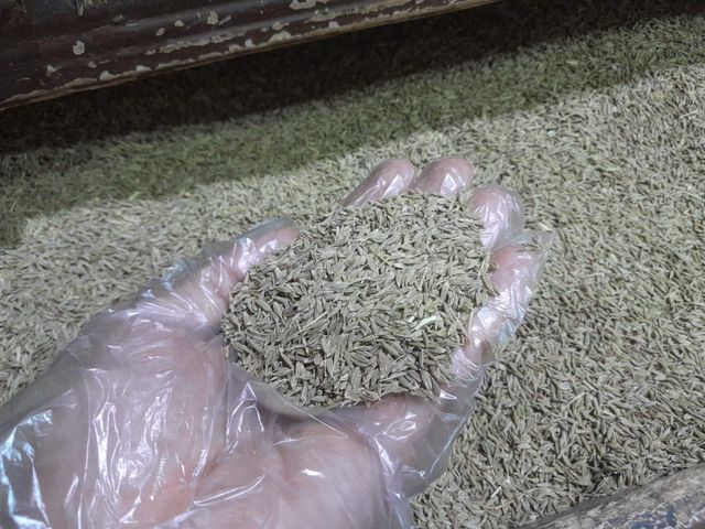 Egyptian cumin seeds _ crop2026 - Image 3