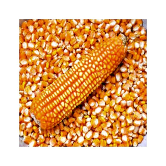 Yellow corn offered in large lots for cost-effective wholesale and volume buyers - Image 2