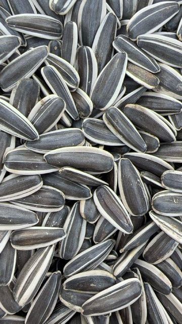 sunflower seeds & kernels - Image 4